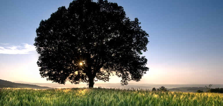 Environment